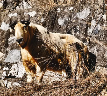 太白山景区生态保护显成效——羚牛与冠鱼狗同日现身
