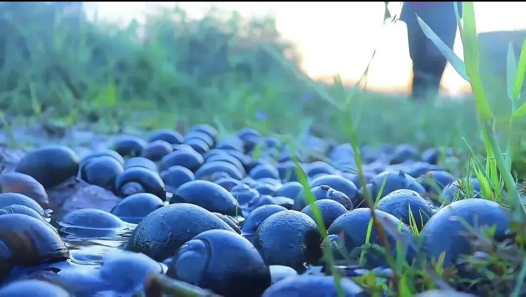 贵州一景区福寿螺泛滥,引进100只麻鸭灭螺,结果如何?