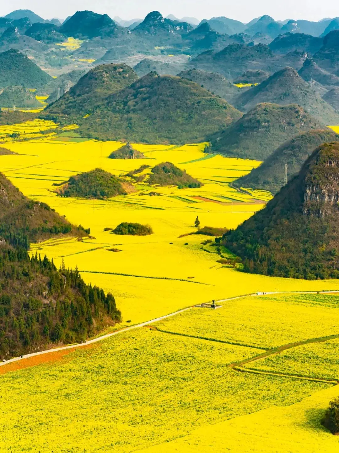 3月份必去的6个油菜花胜地,金黄一片美到心醉,错过等一年!