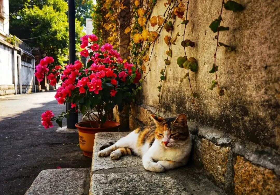 退休后别再跟团旅游了!这5个地方就该自由行,悠哉游哉才带劲!