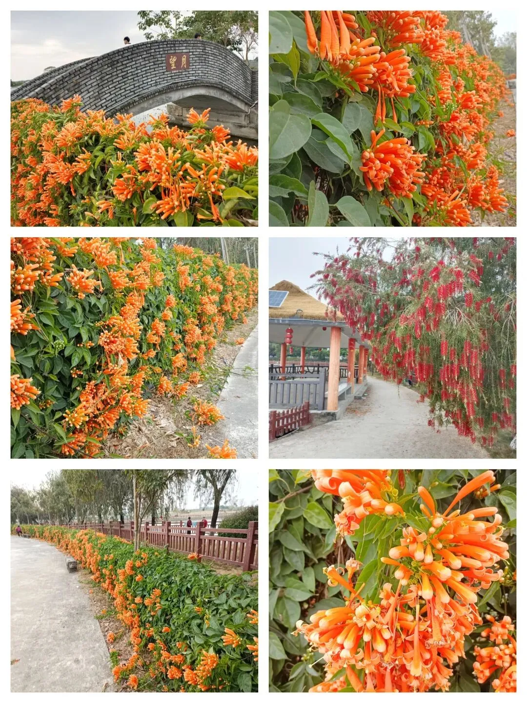 景点推荐:揭西月湄·~炮仗花又红了