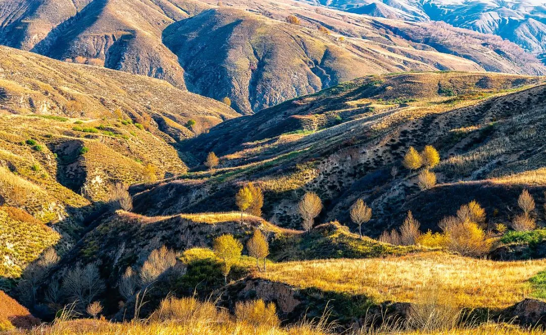 大量日本游客涌入庆阳,打着旅游的幌子,不逛周祖陵,不吃荞麦饸饹,为什么?