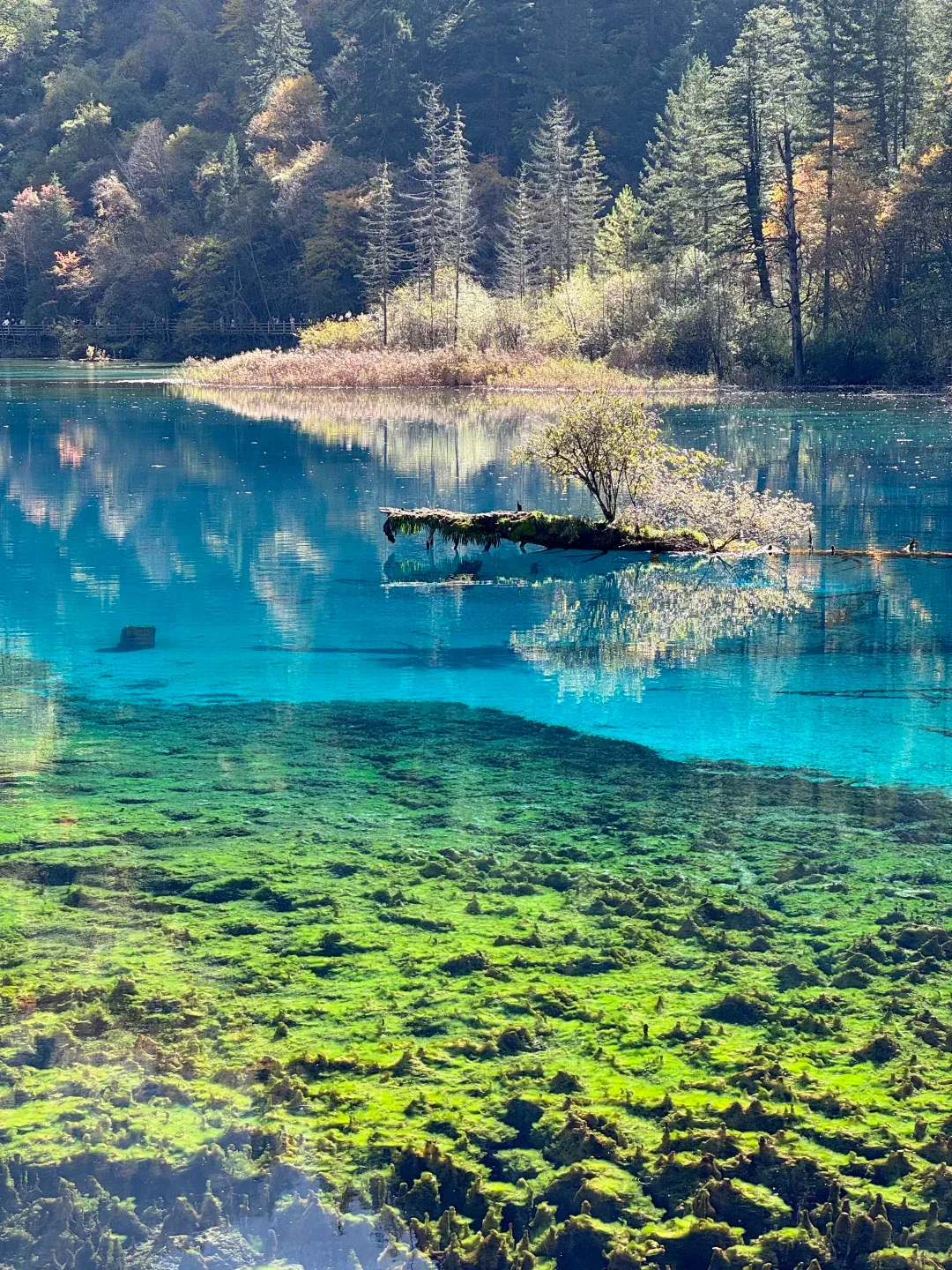 四川九寨沟狂喜!九寨沟景区免费了!以前收费280元,如今敞开玩