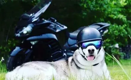男子带着哈士奇骑行旅游,可当狗子脱下头盔后,网友都懵了!