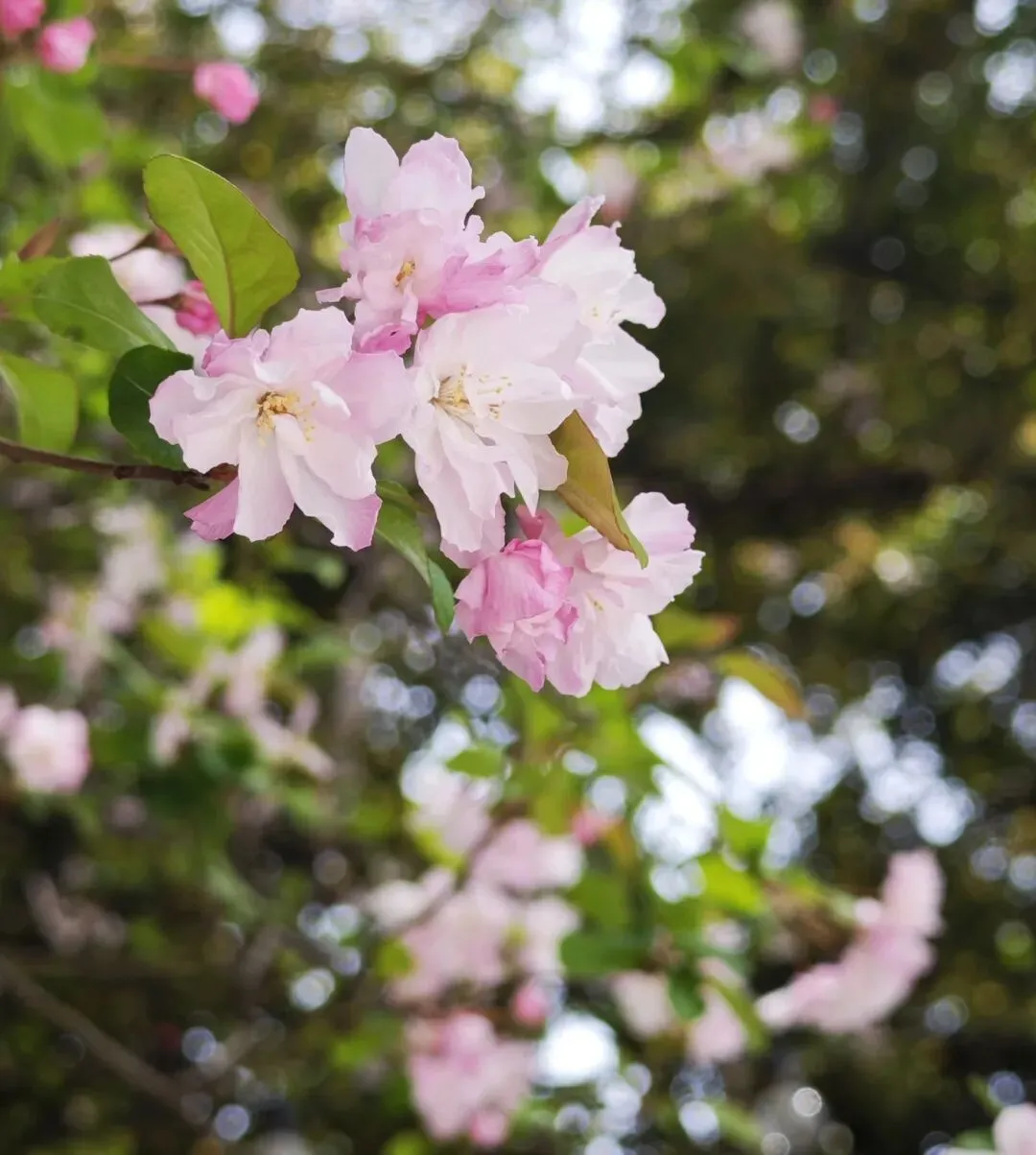 6个手机摄影技巧,教你在人山人海的景区,拍出干净漂亮的照片!