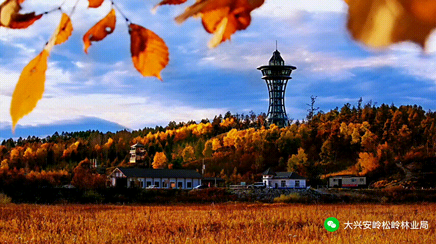 松岭林业局壮志林场在303工段景区开展“惟有奋斗多壮志 绿水青山谱新篇”主题团建活动