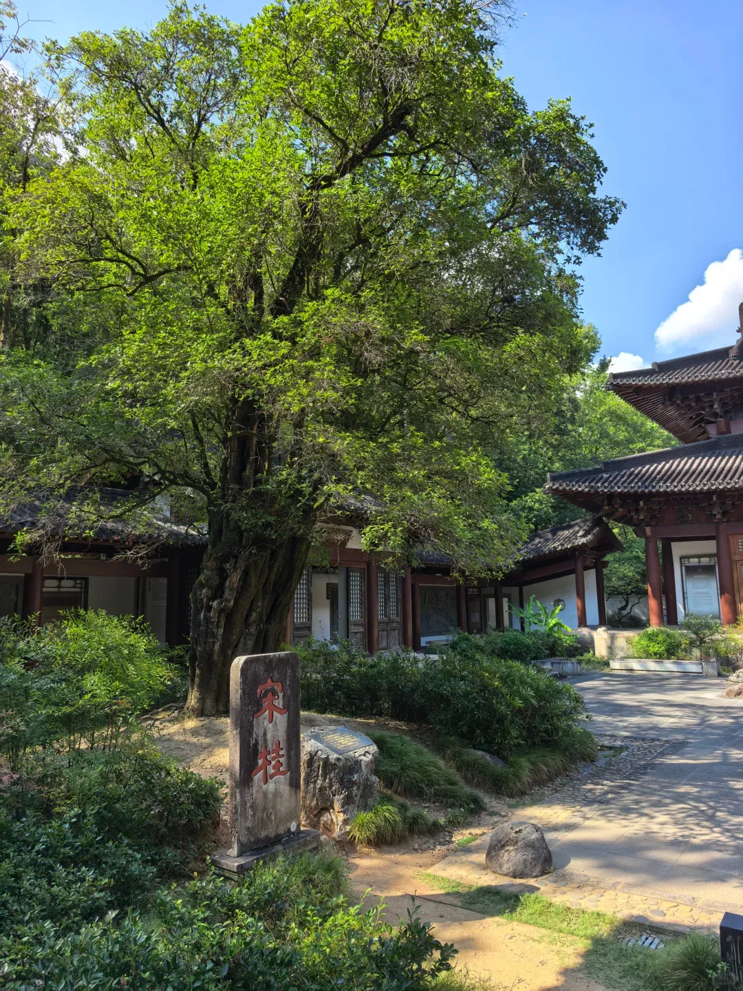 福建南平狂喜!武夷山景区免费了!以前收费400元,如今敞开玩