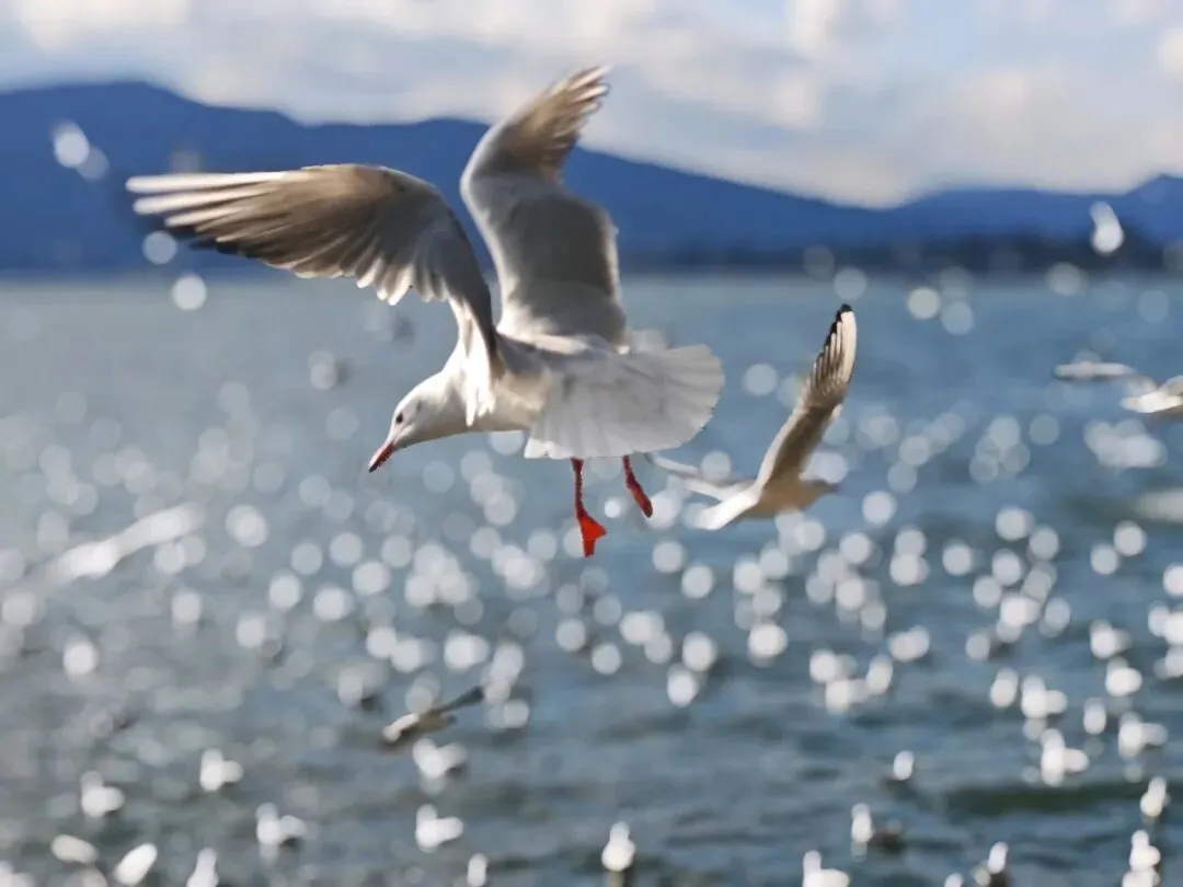 春节想去云南旅游,该选择哪些地方?(一)