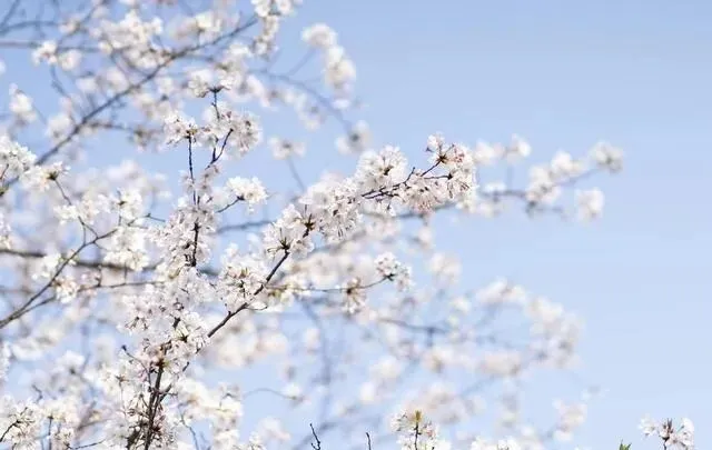 湖南一景区火了!24 亿砸出 240 亩古城,想超过丽江古城?