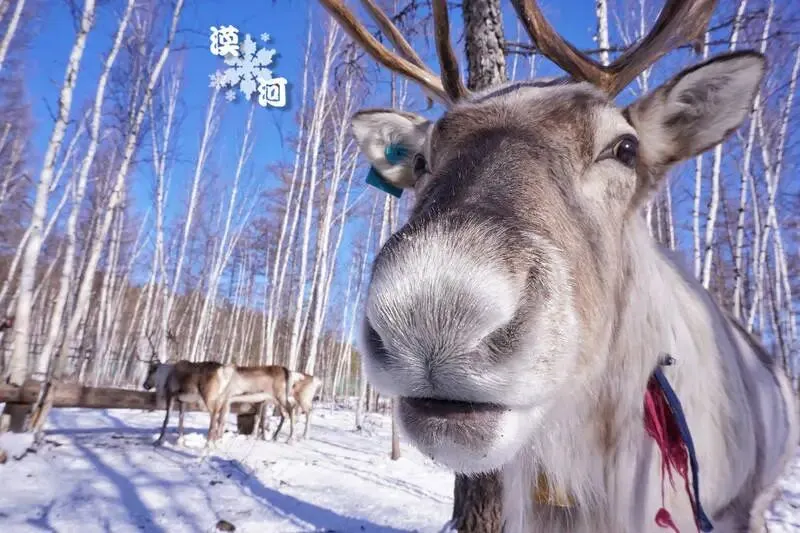 漠河旅游玩法攻略,穿衣+玩法+美食+tips