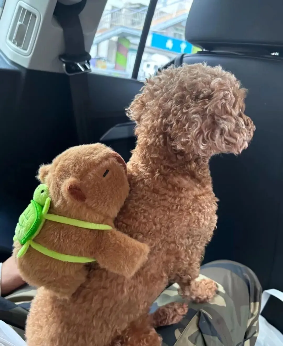 带狗子出门旅游,刚出发和回来后差别好大哈哈哈!