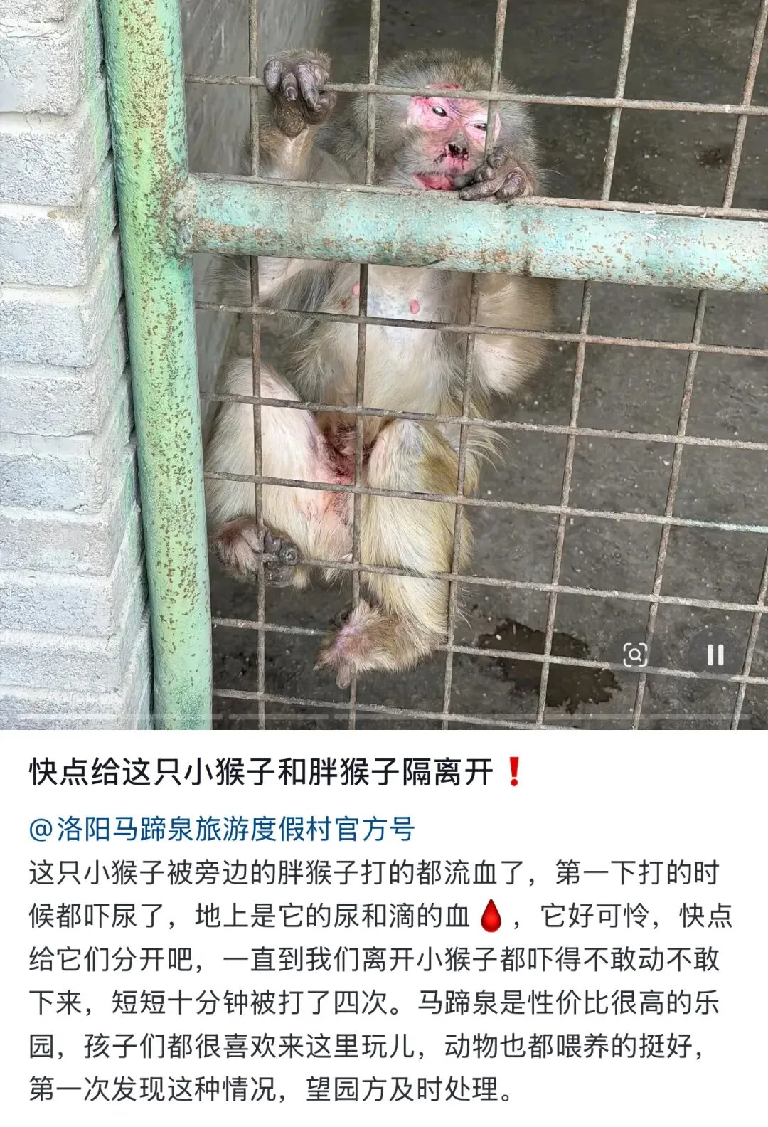 度假村里母猴遭同笼公猴多次殴打流血,景区:疑因公猴移情别恋致2猴打架,已分开救治,待被打母猴痊愈后,会为其另寻伴侣