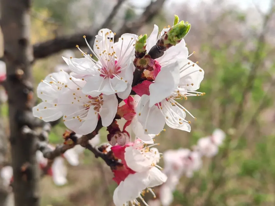 泰山梅园|推荐一个小众唯美打卡景点