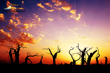 额济纳黑城弱水胡杨林景区:春风初度黑城垣,弱水胡杨怪林暄.