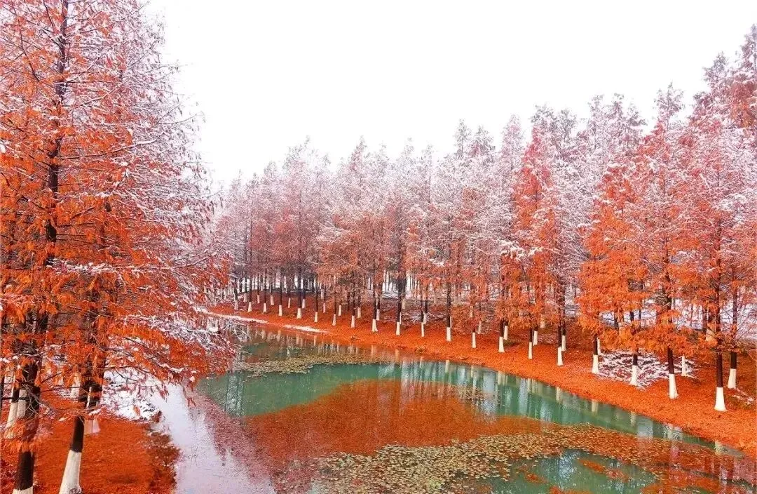 无意中走进江苏东台黄海森林公园景区,林间负氧离子爆表,是个逃离城市治愈心灵的福地