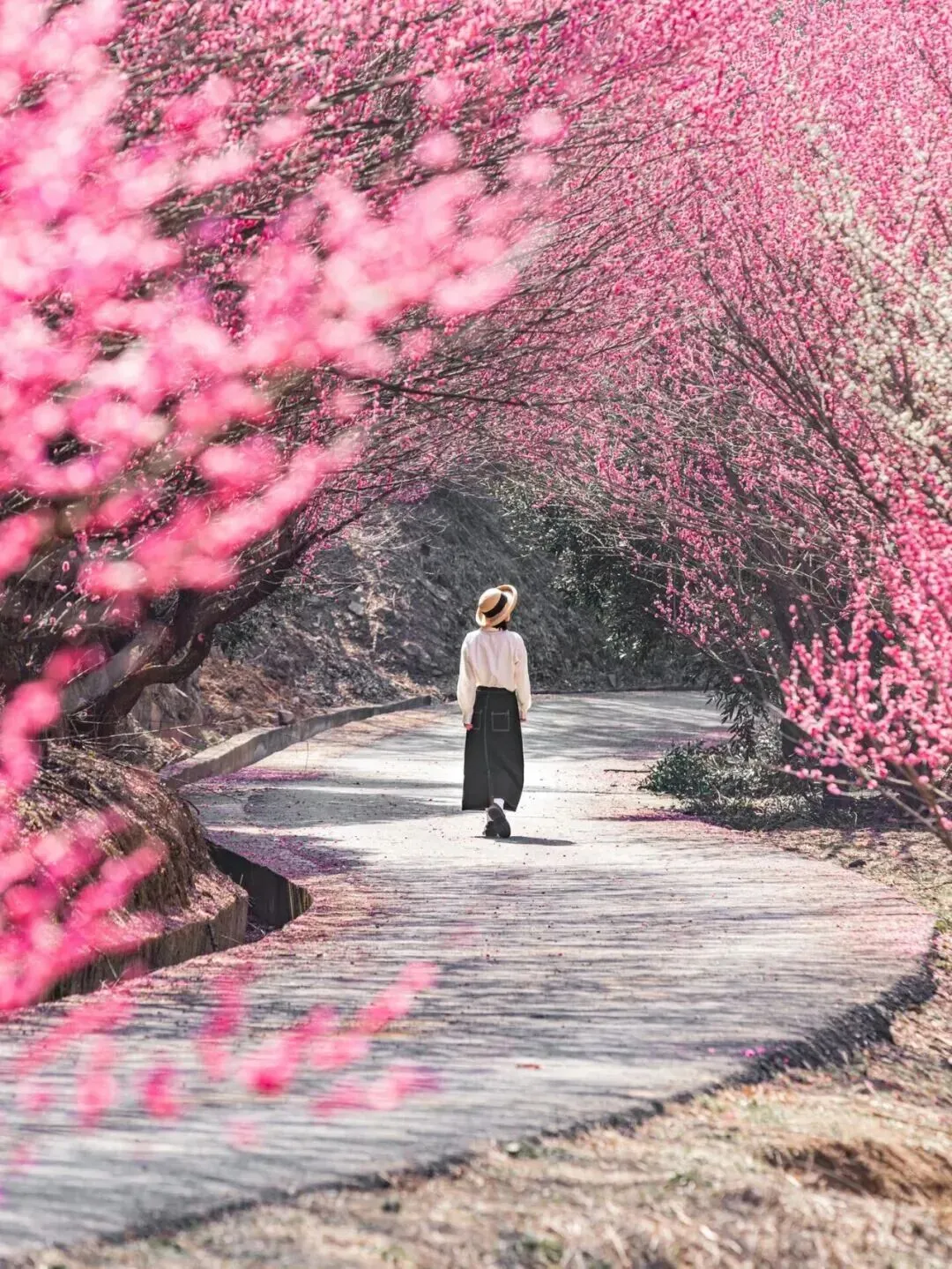 杭州文广旅游2026杭州官方赏梅地图发布!