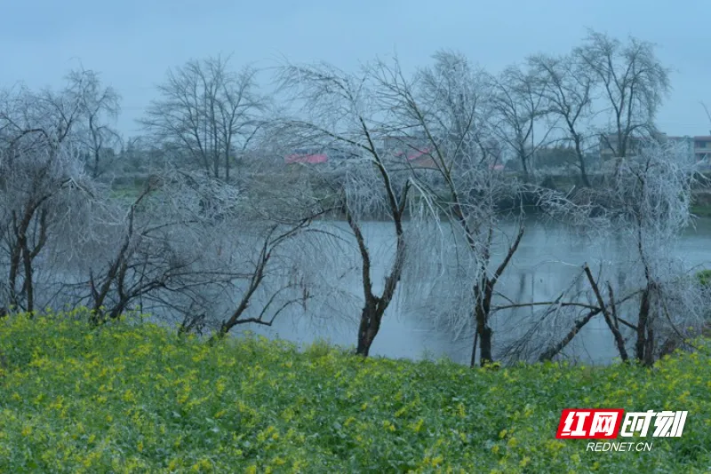 稻田公园同一景点 不同景色 醉人的冬春“痕迹”!