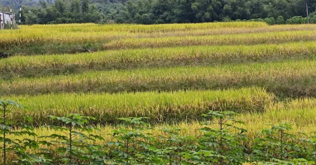 告别打卡式旅游:免费风景里,藏着最本真的快乐