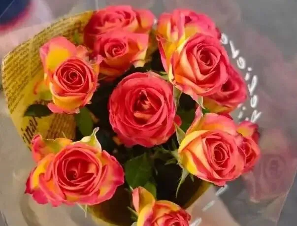 2025 总结|生活/工作/ 旅游:变与不变的一年.