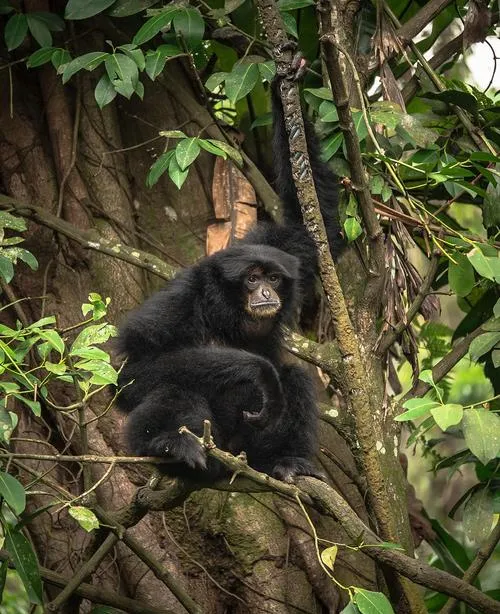 大量日本游客涌入六盘水,打着旅游的幌子,不逛乌蒙大草原,不吃水城羊肉粉,为什么?