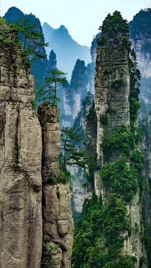 湖南张家界把全国景区的饭碗给砸了