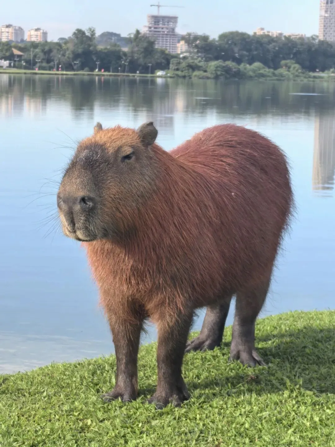 巴西旅游|巴拉那州|库里提巴|巴西春城,生活质量奇高,文艺氛围极浓