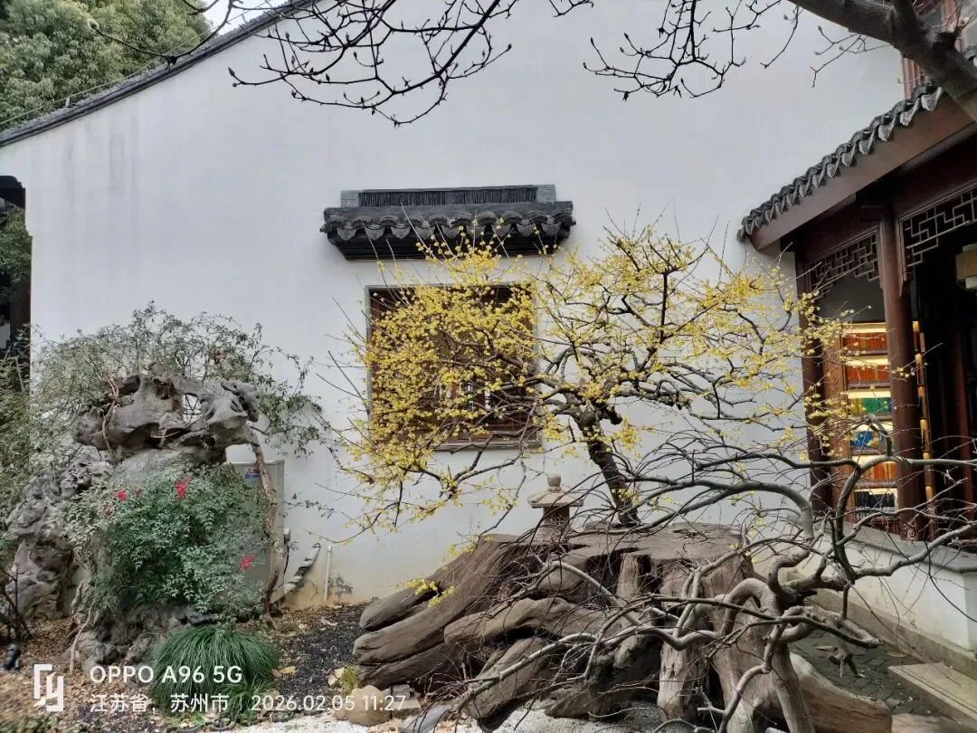 居士林成了网红景点