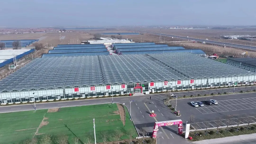 这里火了!依托空中草莓种植带火了乡村旅游!