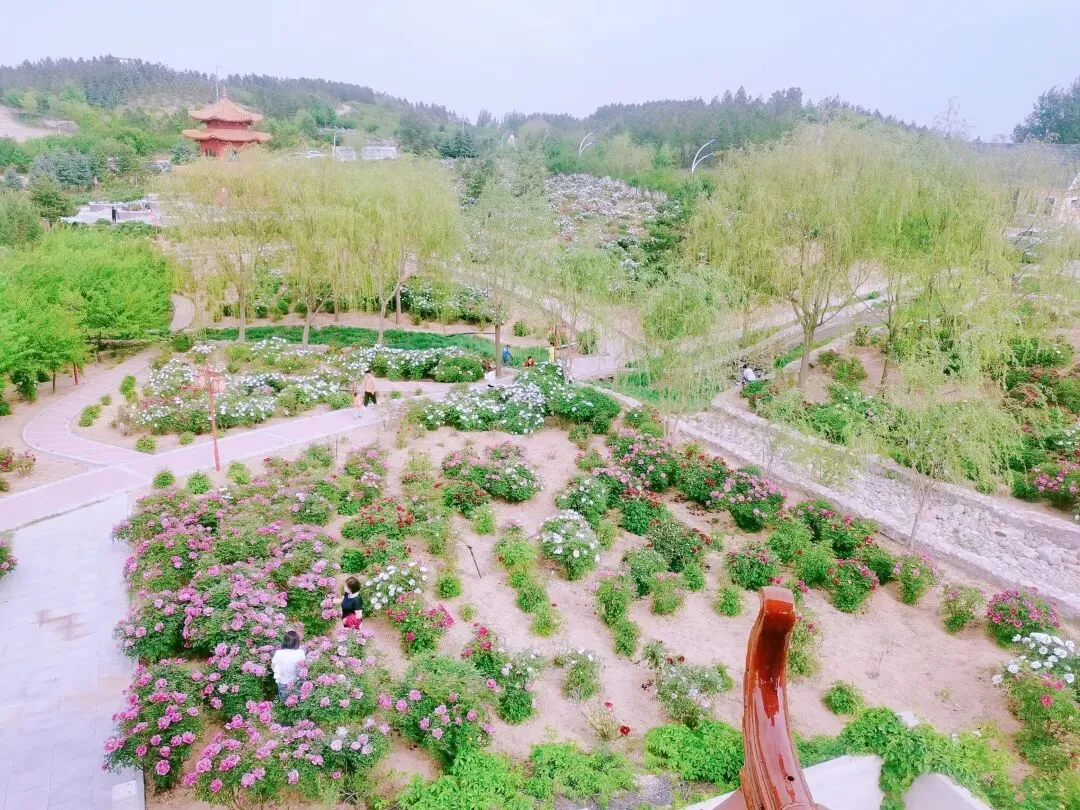 景区资讯 | 牡丹盛花期,最美的时刻等你来!