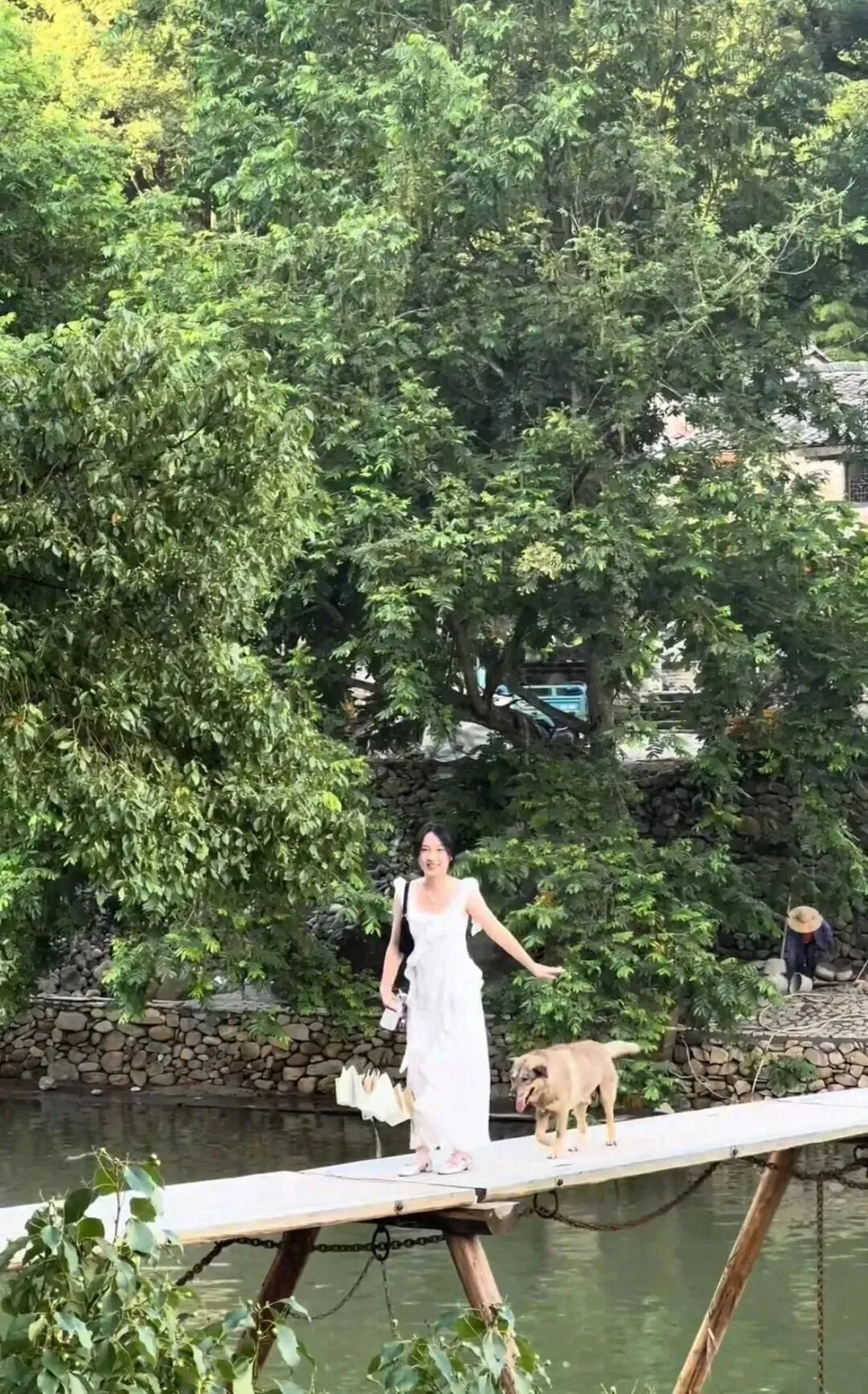 妹子分享了一只旅游时偶遇的狗狗,结果评论区炸了:我也拍过它!