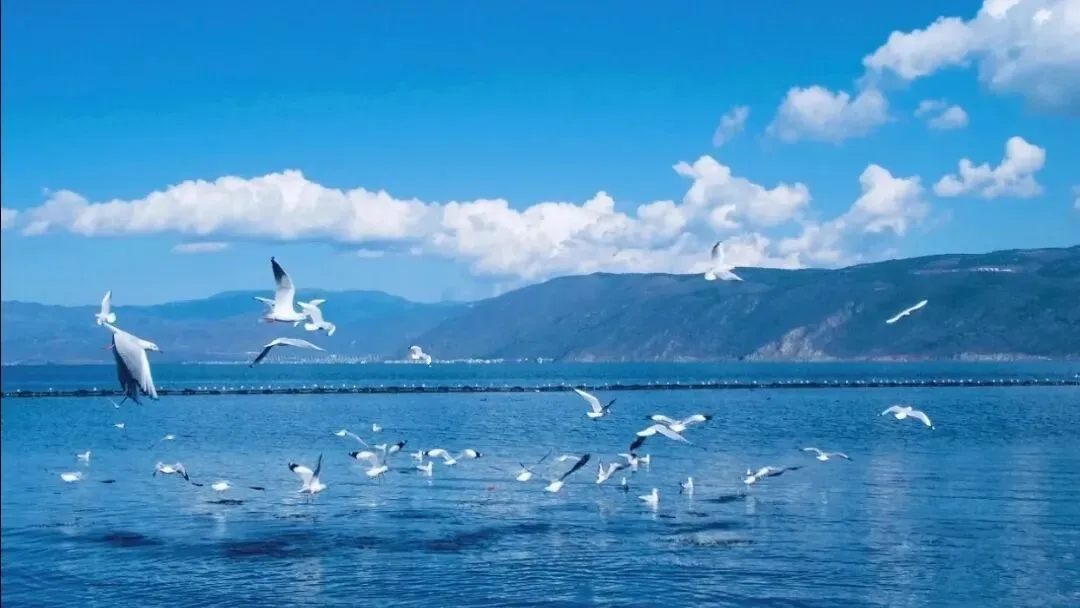 风花雪月,鸥翔杉红:2026大理2月全景点避坑指南