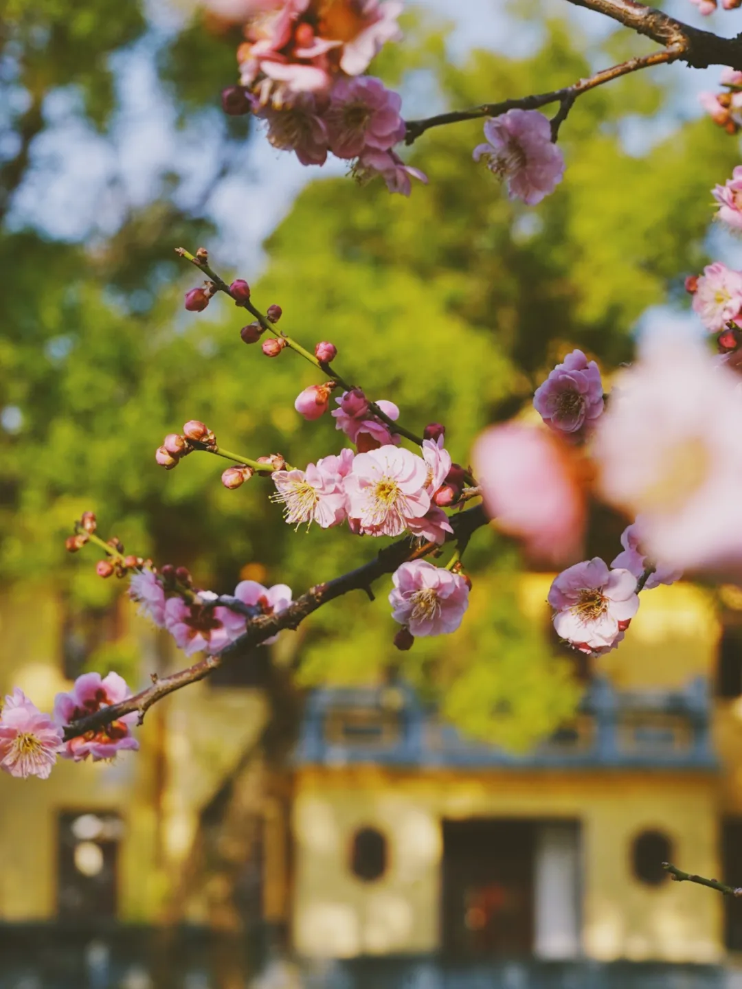 周末,到王城景区,解锁桂林初春氛围感!