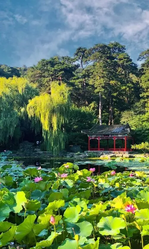 北京香山把全国景区的饭碗都给砸了