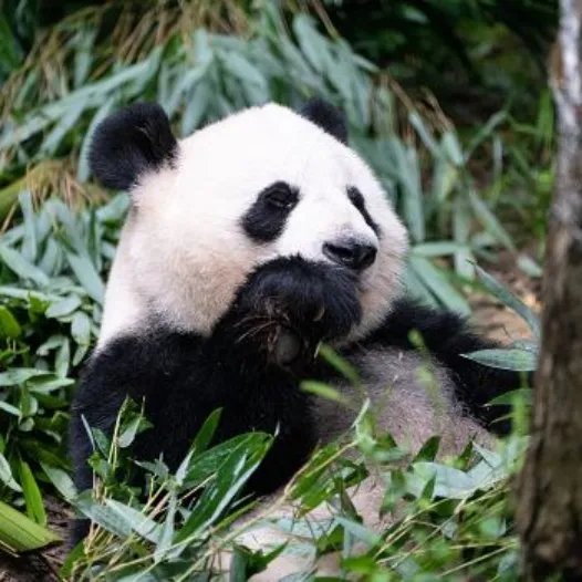 四川·成都旅游攻略