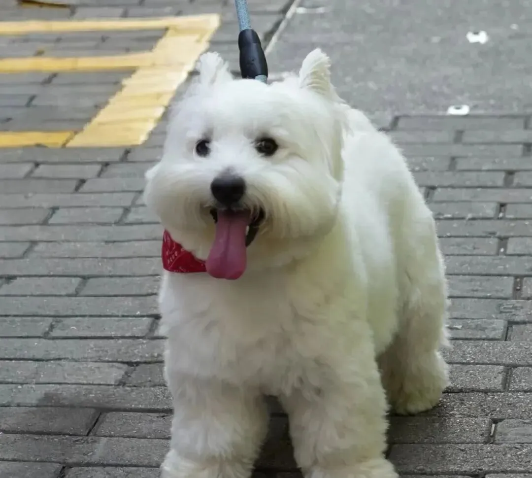 网友旅游偶遇一只小狗,只是说了一句“好可爱”就被主人硬塞了狗绳!