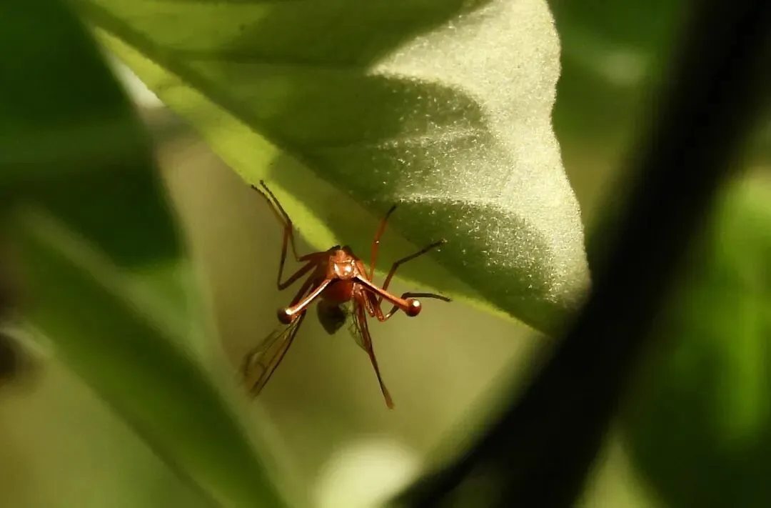 2026云南行-6-世外桃源坝美景区-非自驾/劲爆鸟况/远古溶洞探秘/附简略化念记录