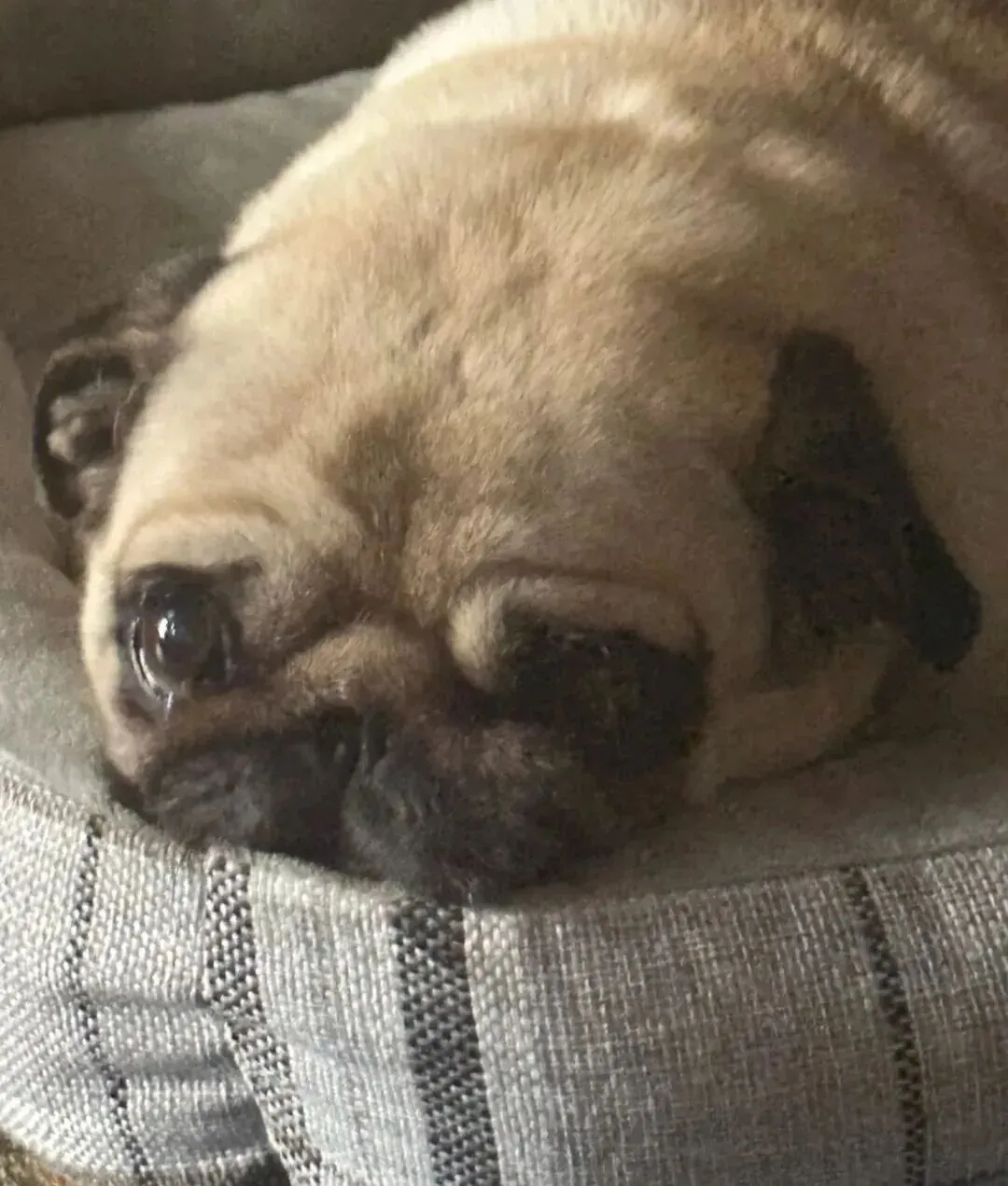 旅游回来发现家里的狗狗又胖了,哈哈哈它好像海豹啊!