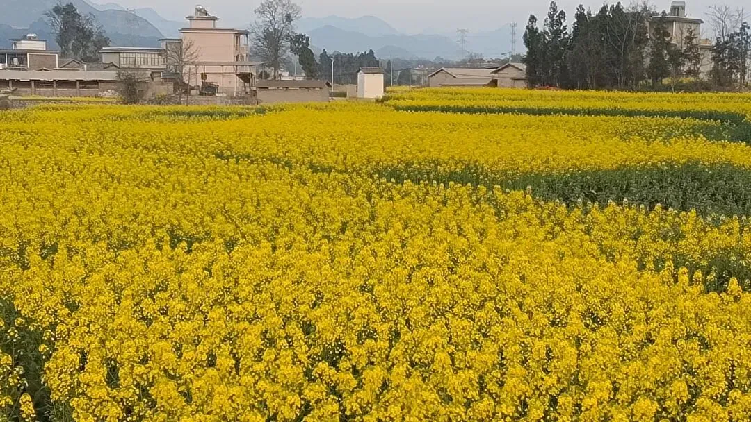 《罗平旅游季:万亩油菜花盛开,最佳观赏期来了》