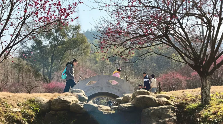 梅香漫山野 赏景正当时——天花井景区梅园已进入盛花期