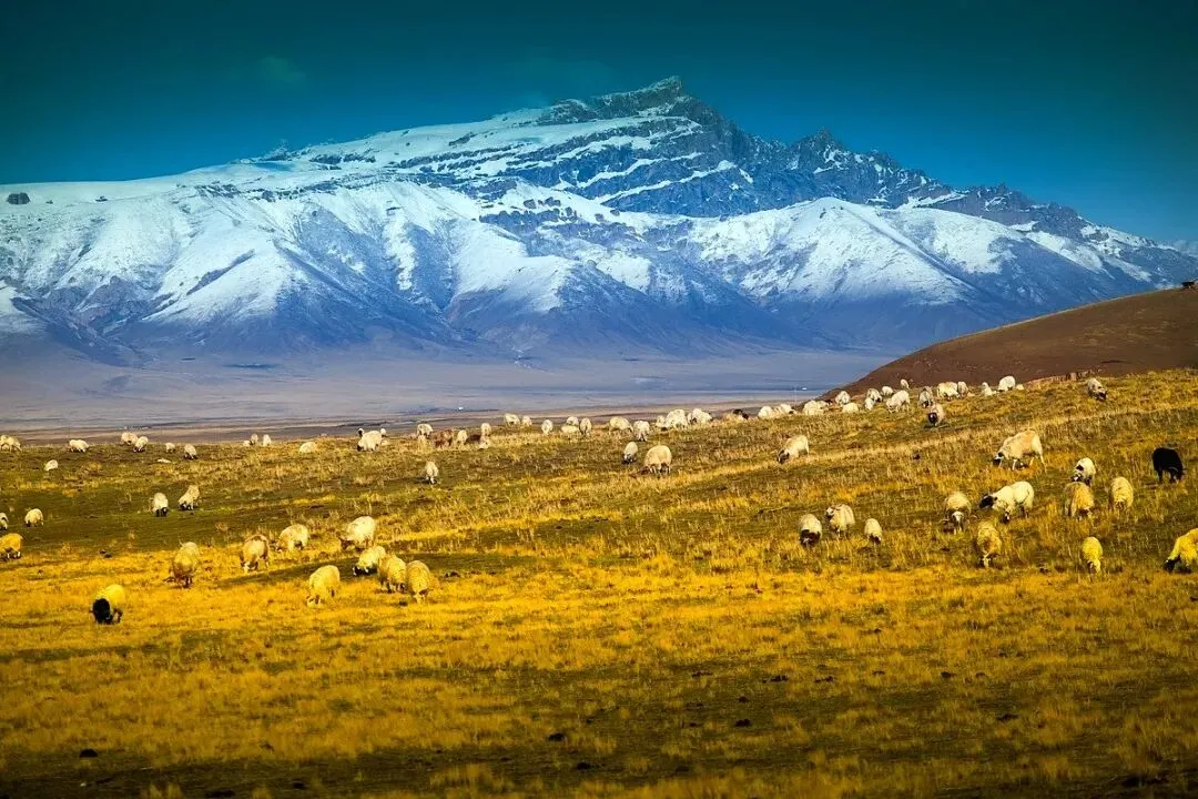 2026年青甘大环线旅行社环线景区高反人多吗?——全方位解析与旅行参考指南