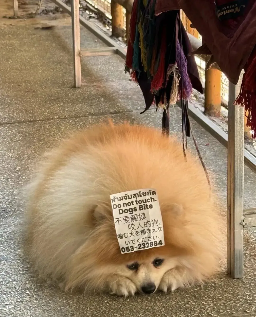 去泰国旅游偶遇一只不让摸的小狗,这是要把人可爱哭啊!