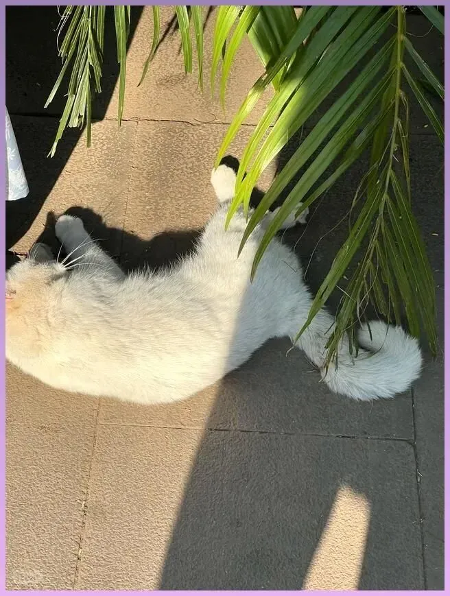 瞎眼猫景区乞食被打,眼窝流脓爬满蛆虫,拜托了救救它