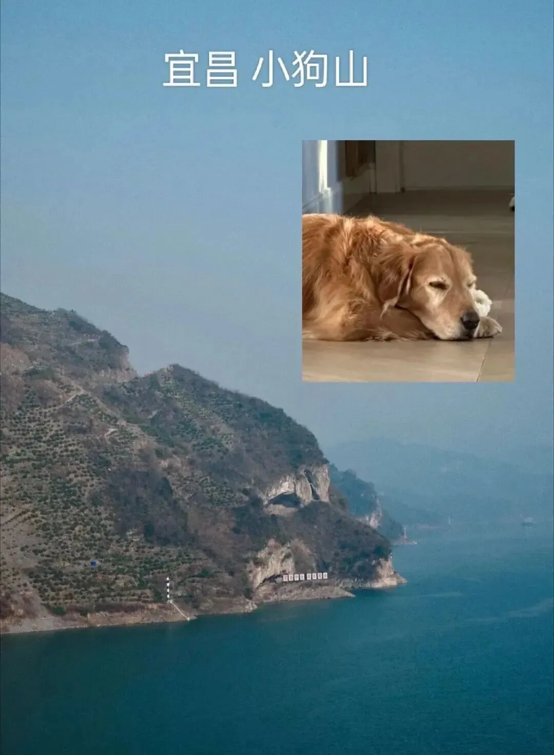 网友旅游偶遇一座小狗山,啊啊啊啊太可爱了!
