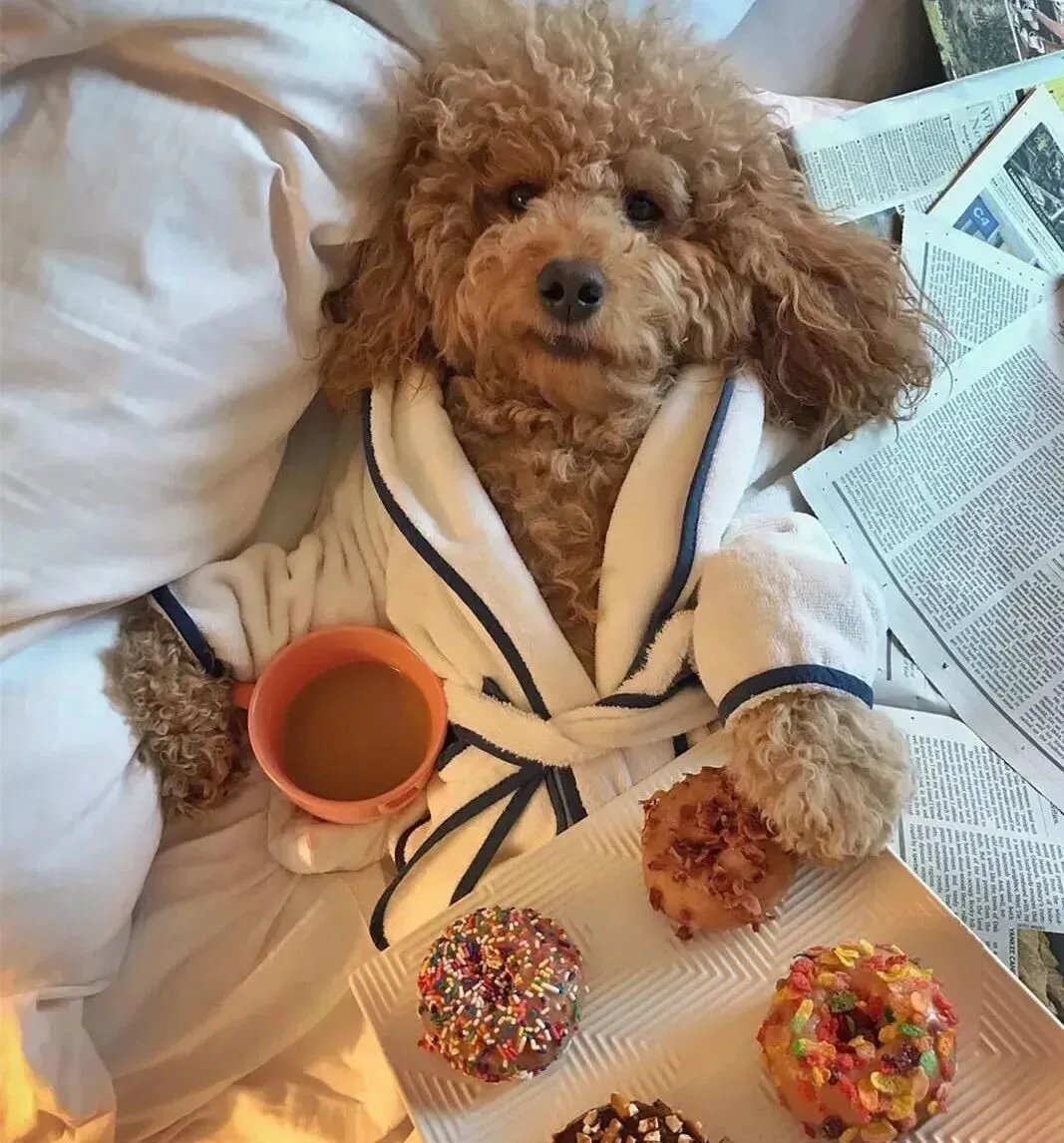 各种美食、美酒、旅游、聚会!这只贵宾过得比我还精致