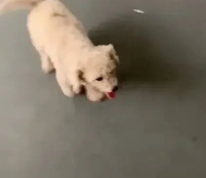 旅游时被一只流浪狗赖上,带回家养后谁看了都要夸句漂亮!