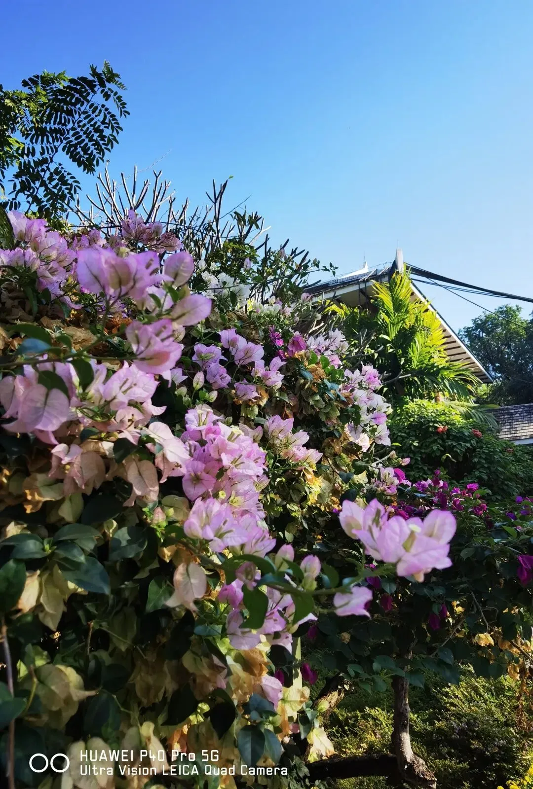 西双版纳是个旅游的好地方