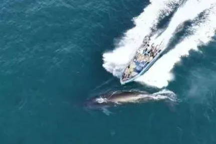 涠洲岛渔船伤鲸事件:生态保护与旅游发展的反思