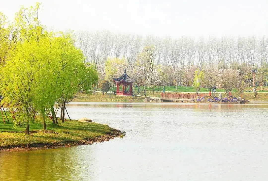 盐城大洋湾生态旅游景区樱花园(十九)