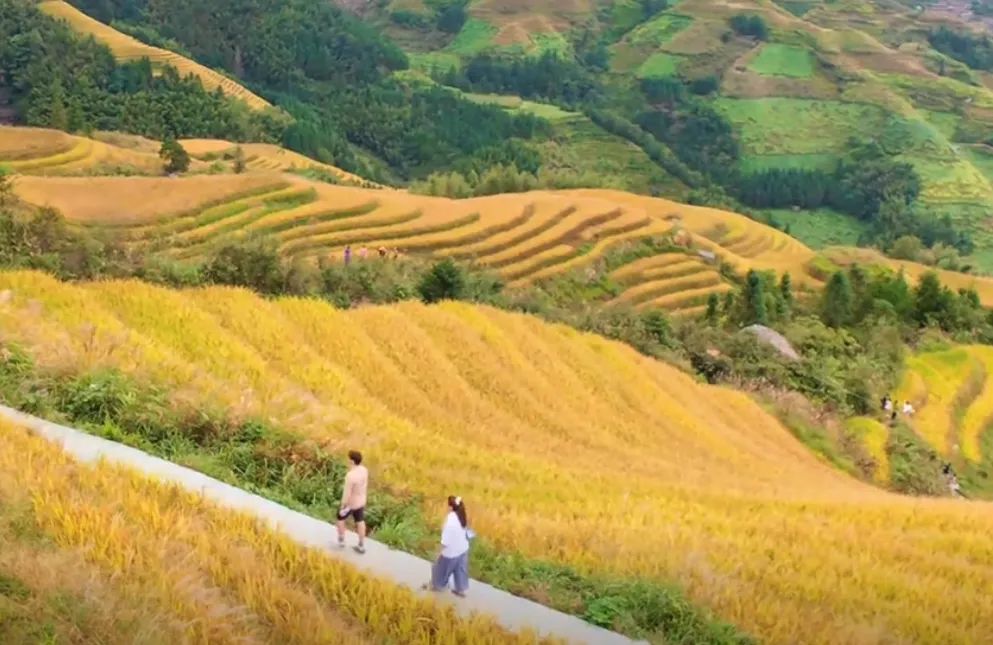 广西旅游攻略景点系列之【龙脊梯田】