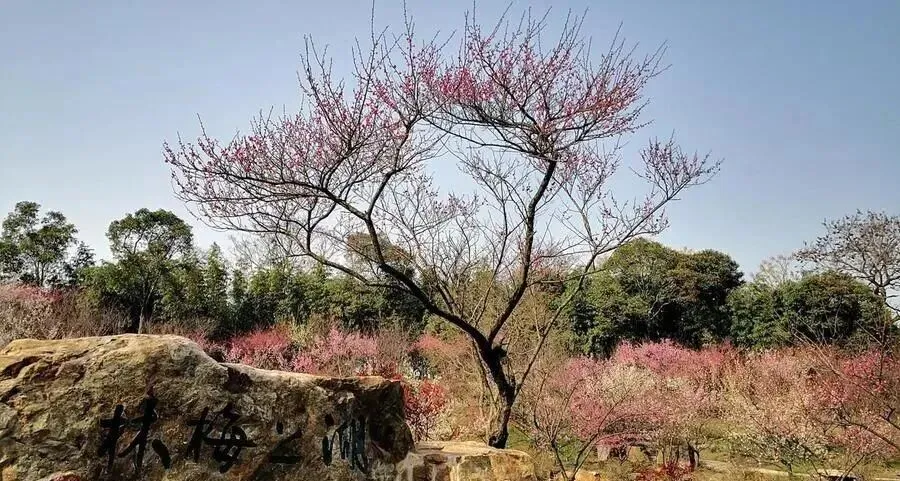 上海与浙江交界有个县,出了两个世界级景点,风景绝美不输瑞士